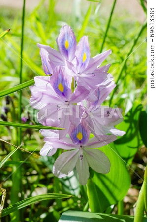 Water Hyacinth Flower (or Eichhornia Crassipes is botanical name) is Bloom in the Sunlight on Summer Season. 69613383