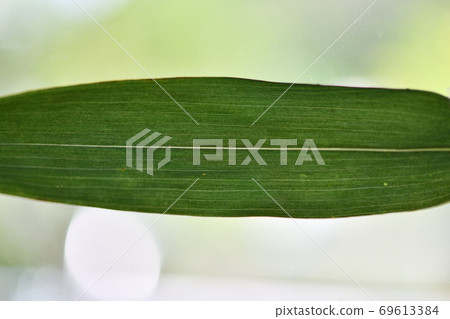 Matake leaf (back) 69613384