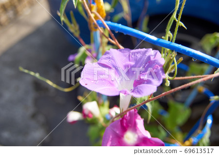 Bathing in the morning sun, morning glory, light purple 69613517