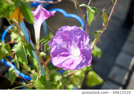 Sunlight / morning / morning glory 69613520