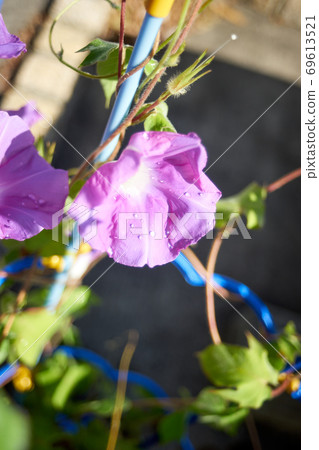 Withered morning glory up 69613521