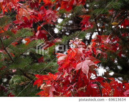 秋天的落葉和針葉樹 69613634