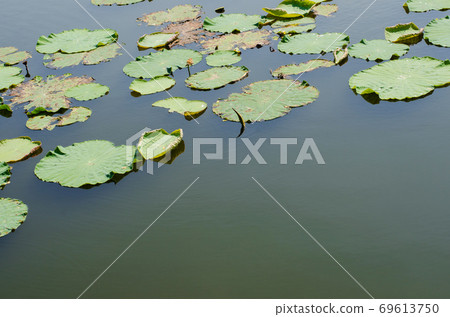 Water Space Among the Lotus Leaves in Natural Pond. 69613750