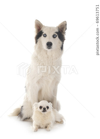 Yakutian Laika and chihuahua Yakutian Laika and chihuahua 69613751
