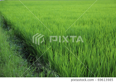 Summer rice field 69613985