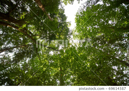 森林/天空/森林浴/天空 69614387