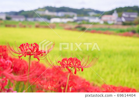 Cluster amaryllis that grows in the rice fields 69614404