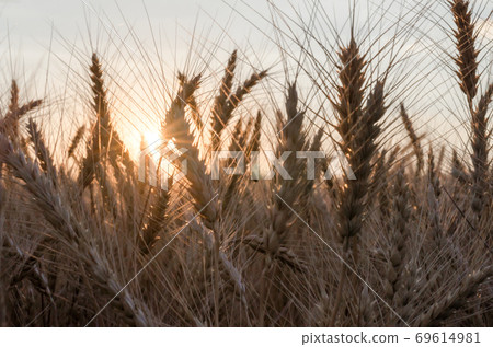 spikelets of wheat at sunset blurry spikelets of wheat at sunset blurry 69614981