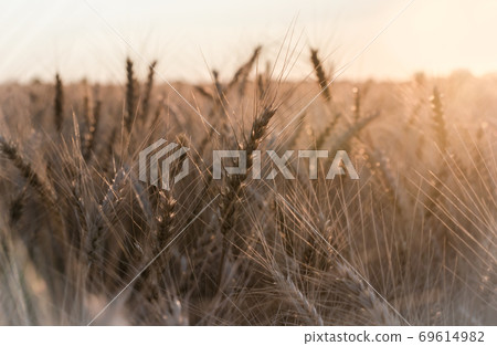 spikelets of wheat at sunset blurry 69614982