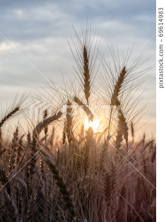spikelets of wheat at sunset blurry 69614983