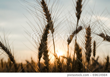 spikelets of wheat at sunset blurry spikelets of wheat at sunset blurry 69614984