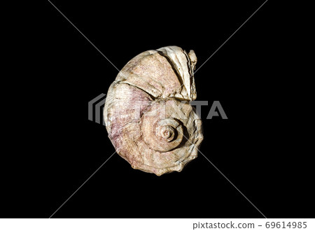 ocean shell on black background ocean shell on black background 69614985