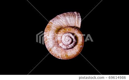 ocean shell on black background ocean shell on black background 69614986