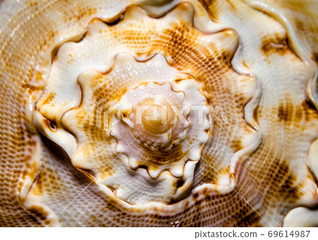 large ocean shell pattern close up large ocean shell pattern close up 69614987