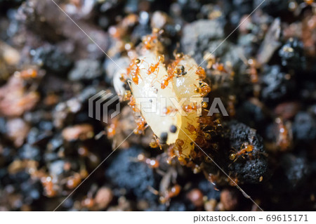 螞蟻湧向米粒 69615171