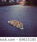 Twilight cat 69615185