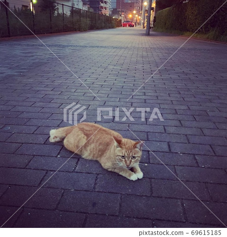 Twilight cat Twilight cat 69615185