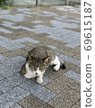 cat  69615187