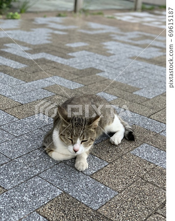 cat  69615187
