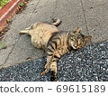 Relaxing cat 69615189