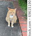Cat looking at 69615190
