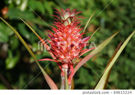 Flower Pine 69615224