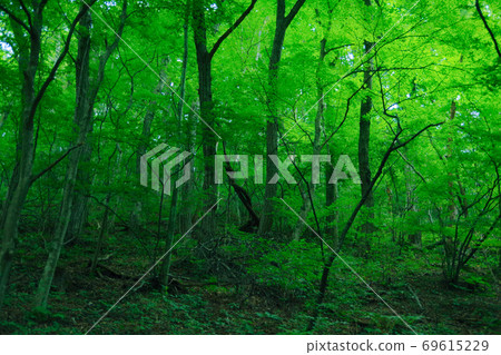 Karuizawa Forest 69615229