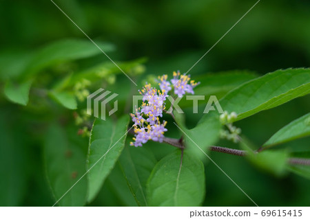紫色小花 紫色小花 69615415