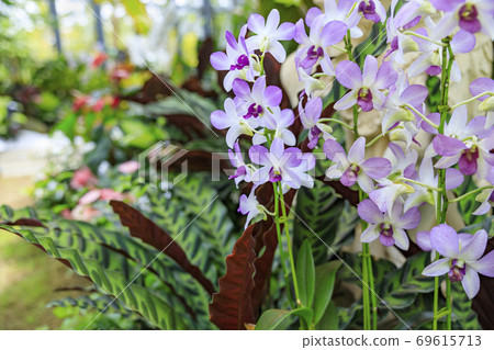 Miracle star botanical hall Miracle star botanical hall 69615713