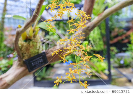 奇蹟明星植物園 69615721