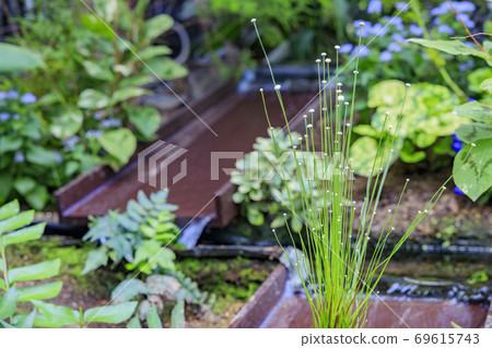 奇蹟明星植物園 69615743