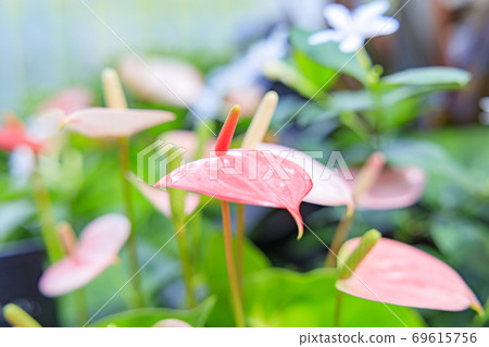 Miracle star botanical hall 69615756