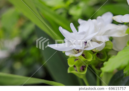 Miracle star botanical hall 69615757