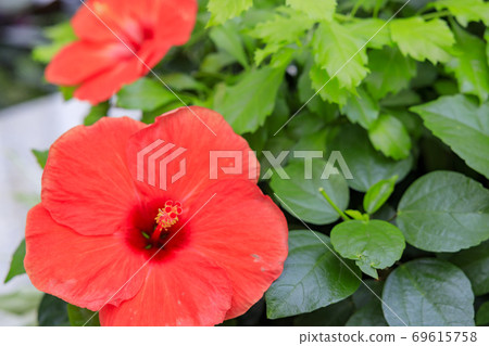 Miracle star botanical hall 69615758