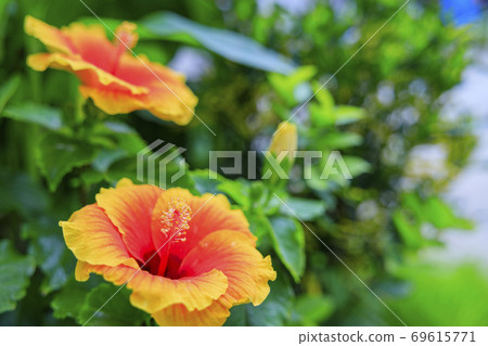 Miracle star botanical hall 69615771