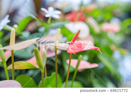 Miracle star botanical hall 69615772