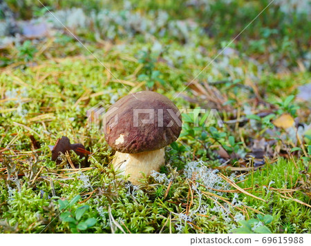 small white mushroom boletus small white mushroom boletus 69615988