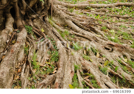 Texture of Tree Roots. Texture of Tree Roots. 69616399