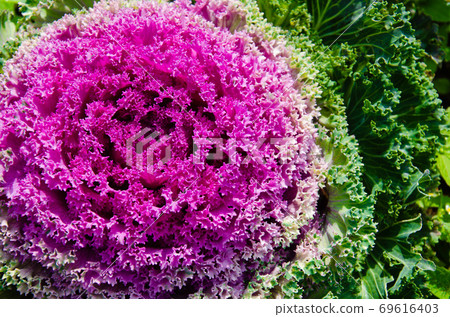 The Color Cabbage is Ornamental for Botanical Garden. The Color Cabbage is Ornamental for Botanical Garden. 69616403