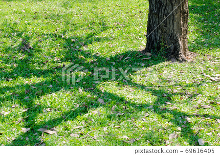 Tree Shadow on Green Lawn. 69616405