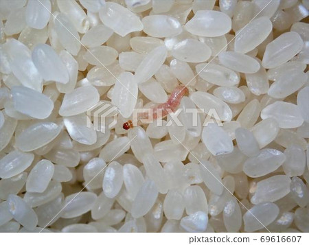 Larvae of the nosy moth 69616607