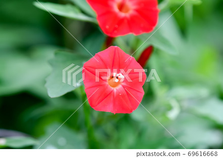 Momiji Barkou Momiji Barkou 69616668