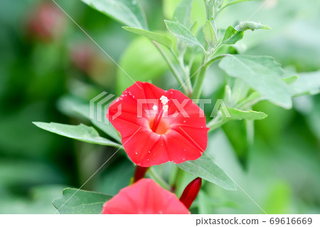 Momiji Barkou Momiji Barkou 69616669