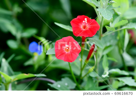 Momiji Barkou 69616670