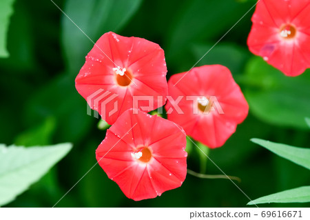 Momiji Barkou 69616671