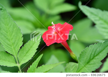 Momiji Barkou Momiji Barkou 69616673