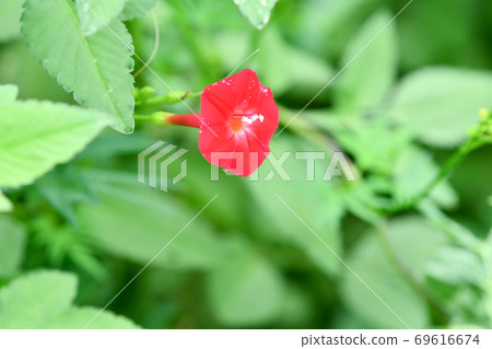 Momiji Barkou Momiji Barkou 69616674