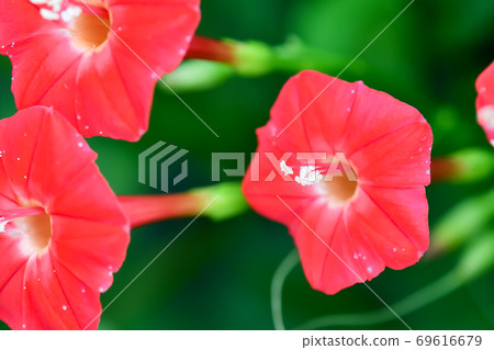 Momiji Barkou Momiji Barkou 69616679