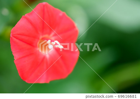 Momiji Barkou Momiji Barkou 69616681