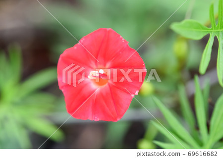 Momiji Barkou 69616682